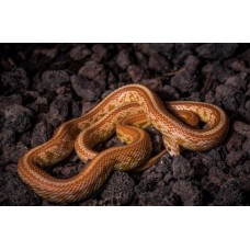 Serpiente del maizal - Guttata caramel 